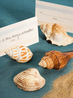 Natural Shell Design Place Card Holders
