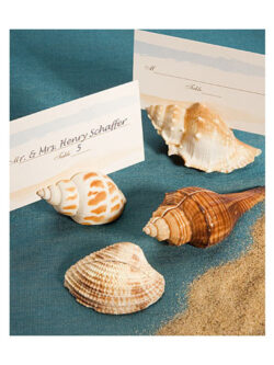 Natural Shell Design Place Card Holders