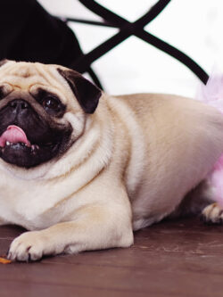 Pink Dog Wedding Tulle Skirt